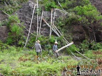 生態保護與產業發展的矛盾 從違規造墳與砍伐森林說起